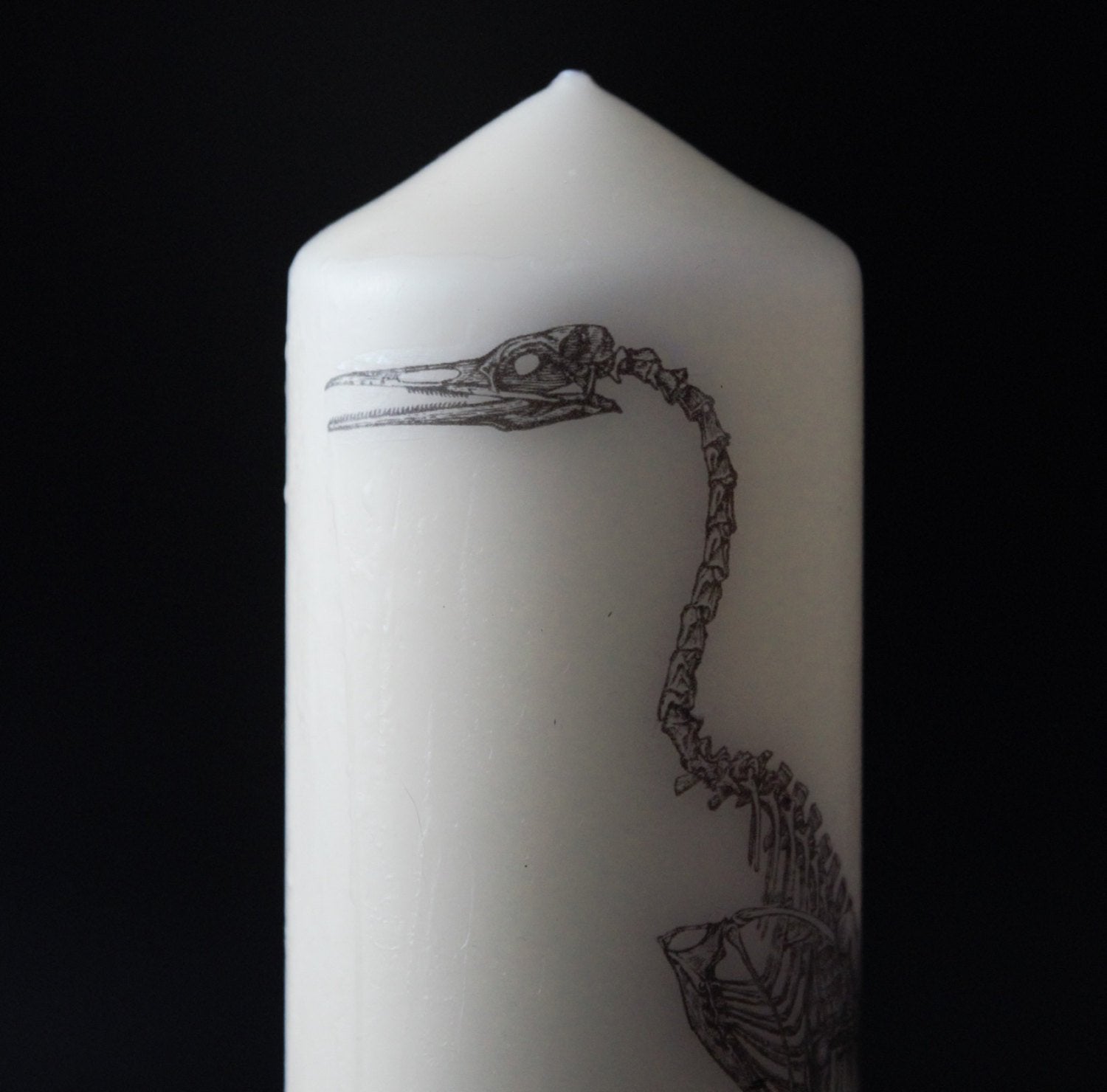 Anatomical Bird Skeleton  - Pillar Candle - Anatomical Decor - ByCandlelight27